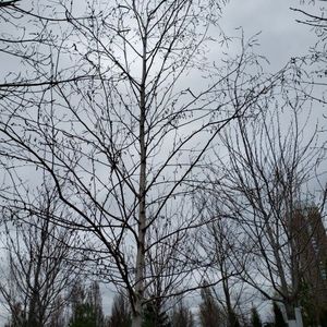 lot 90 image: Birch, B&B