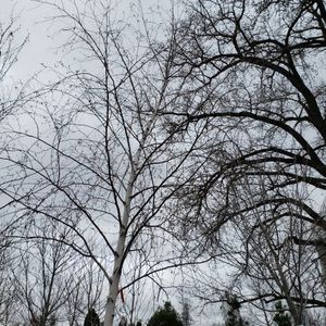 lot 94 image: Birch, B&B