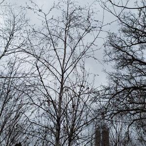 lot 91 image: Birch, B&B