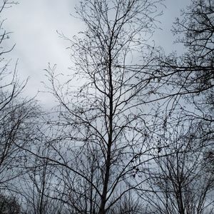 lot 92 image: Birch, B&B