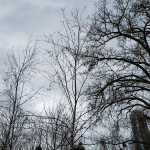 lot 93 image: Birch, B&B