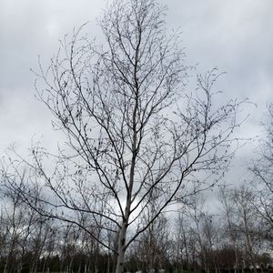 lot 95 image: Birch, B&B