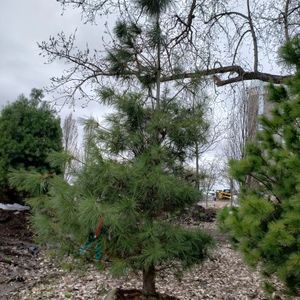 lot 96 image: White Pine
