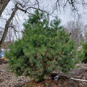 lot 97 image: White Pine