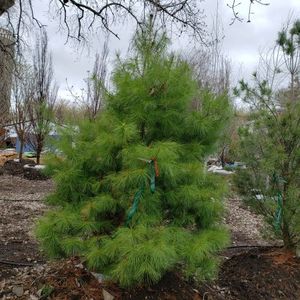 lot 98 image: White Pine