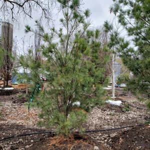 lot 99 image: White Pine