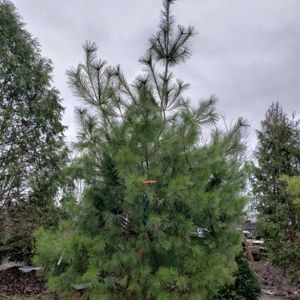lot 100 image: White Pine