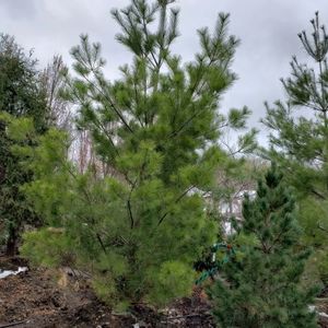 lot 50 image: White Pine