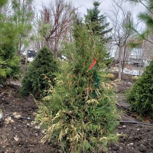 lot 48 image: Arborvitae