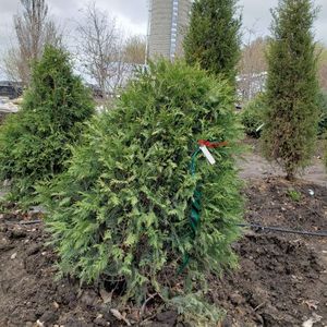 lot 46 image: Techny Arborvitae