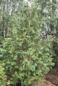 lot 45 image: Techny Arborvitae