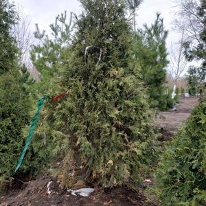 lot 44 image: Techny Arborvitae