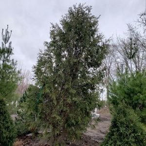 lot 43 image: Techny Arborvitae