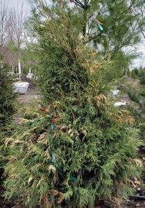 lot 42 image: Techny Arborvitae