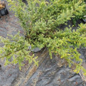 lot 152 image: Taunton Spreading Yew