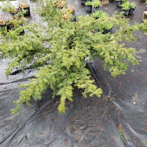 lot 151 image: Taunton Spreading Yew
