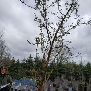 lot 153 image: Apple Tree