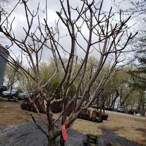 lot 154 image: Peegee Hydrangea Tree