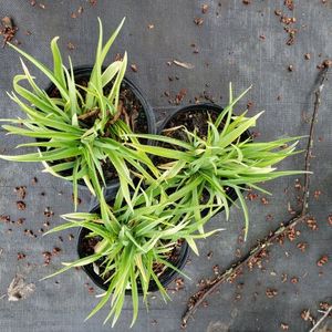 lot 159 image: Stella de Oro Daylily