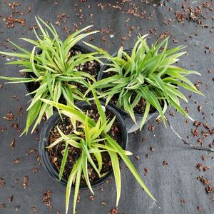 lot 161 image: Stella de Oro Daylily