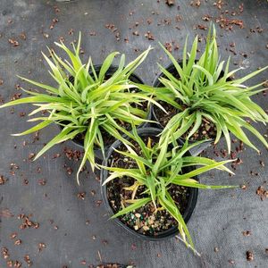 lot 162 image: Stella de Oro Daylily