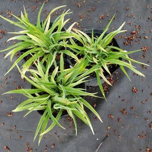 lot 163 image: Stella de Oro Daylily