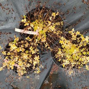 lot 164 image: Spirea