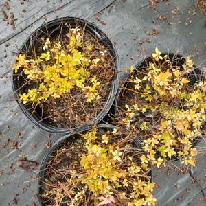 lot 177 image: Spirea