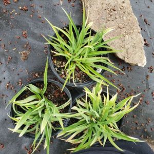 lot 181 image: Stella de Oro Daylily