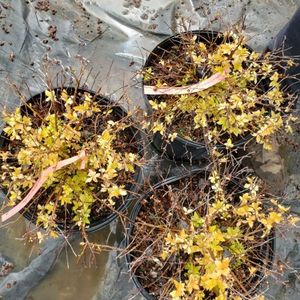 lot 178 image: Spirea