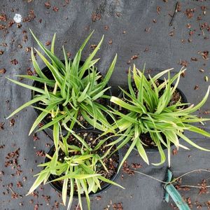 lot 180 image: Stella de Oro Daylily