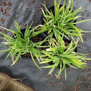 lot 182 image: Stella de Oro Daylily