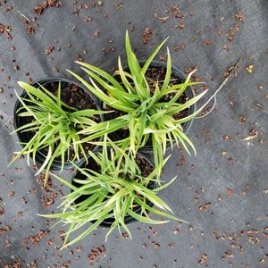 lot 186 image: Stella de Oro Daylily