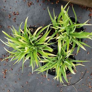lot 183 image: Stella de Oro Daylily