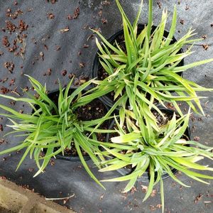 lot 184 image: Stella de Oro Daylily