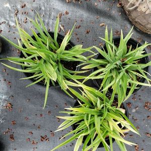lot 185 image: Stella de Oro Daylily