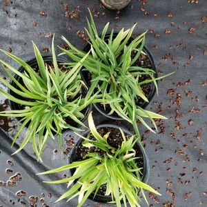 lot 187 image: Stella de Oro Daylily