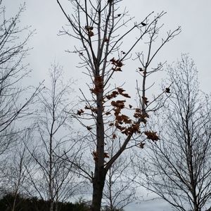 lot 71 image: Sugar Maple