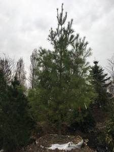 lot 49 image: White Pine