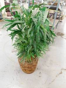 lot 95 image: Two Small File Cabinets & Artificial Plant