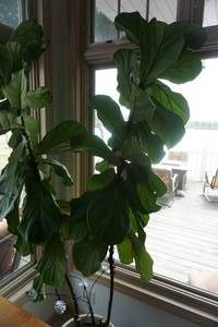 lot 62 image: Large Broad Leaf Potted Plant With Accents
