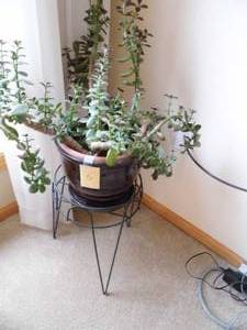 lot 5 image: Jade Plant