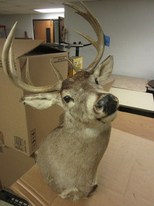 lot 218 image: DEER TROPHY MOUNT