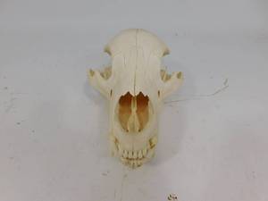 lot 7 image: Black Bear Skull