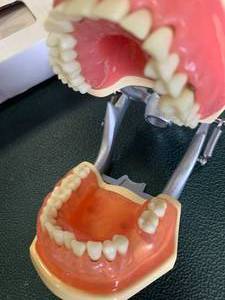 Japanese Made Kilgore Dental Model $235