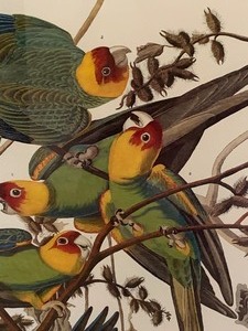 lot 39 image: Framed Artwork -Carolina Parrot- Psitacus Carolinensis