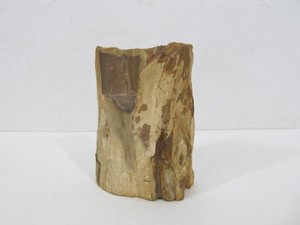 lot 69 image: Chunk of Petrified Wood 
