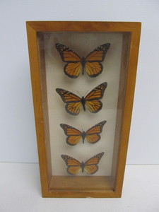 lot 203 image: 4 Large Monarch Butterfly Specimens in Shadowbox Display Case