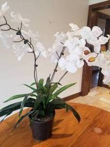 lot 71 image: Faux White Orchid Plants
