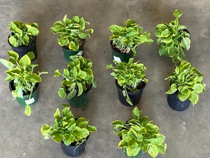 lot 6 image: Lot Of (10) Hasta Plants